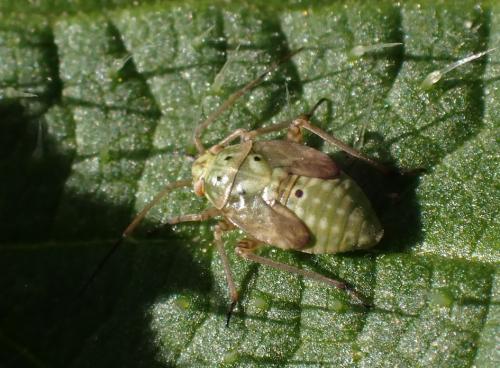 Réf. 315 100 : Lygus sp.